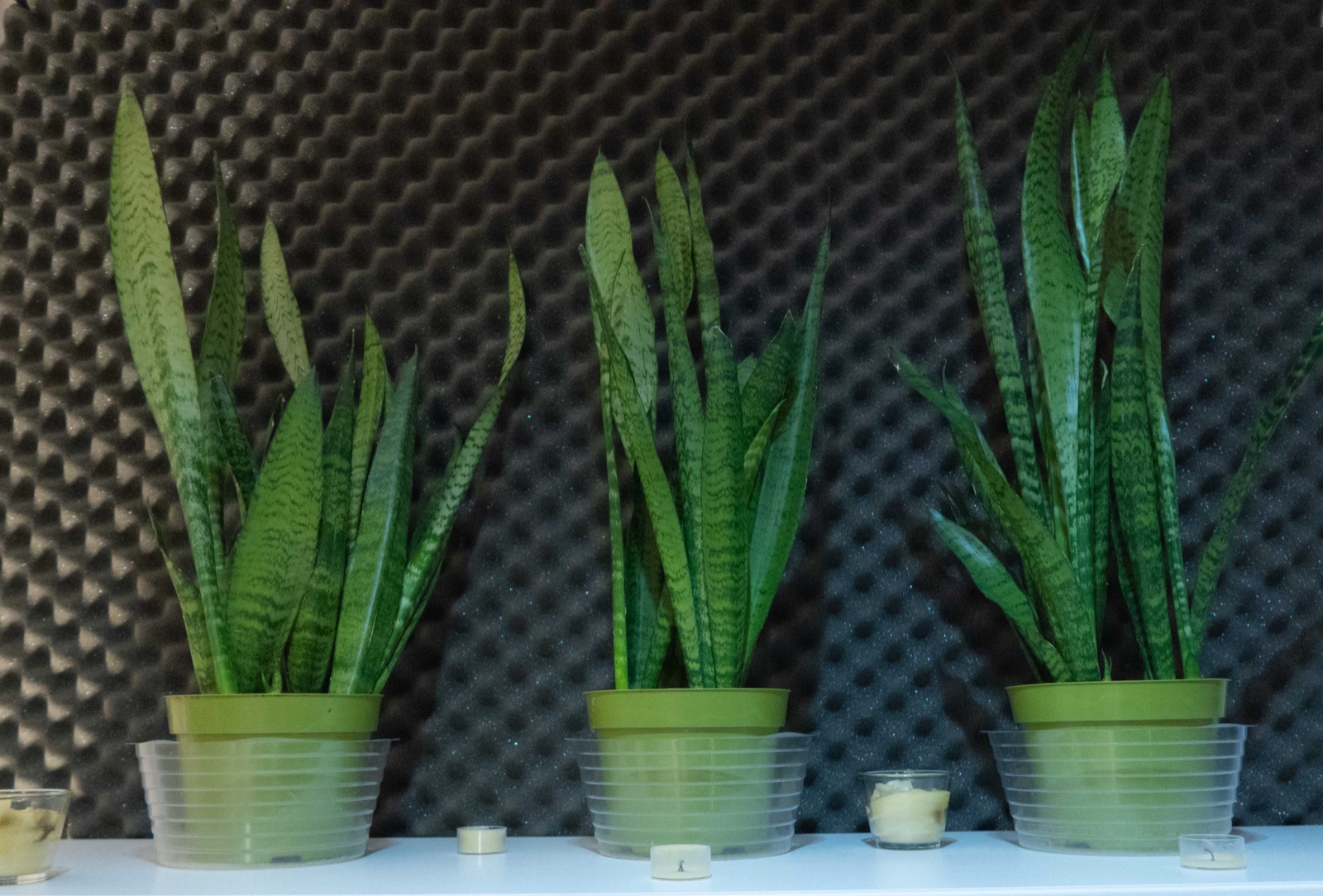 Plants in the studio.